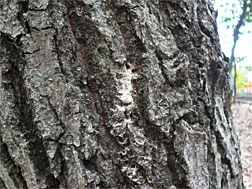カシノナガキクイムシによる被害木